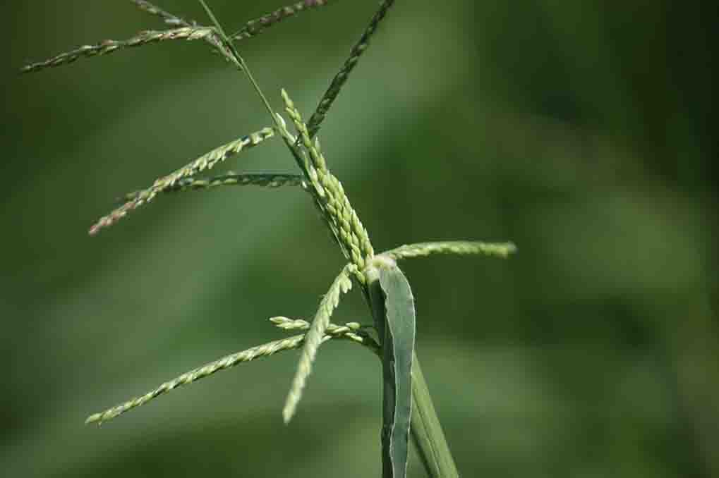 Finger-like branches of a crabgrass seedhead
