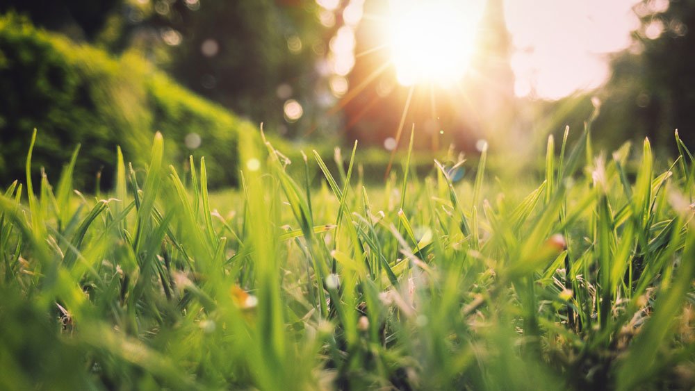 Sunlight across green grass