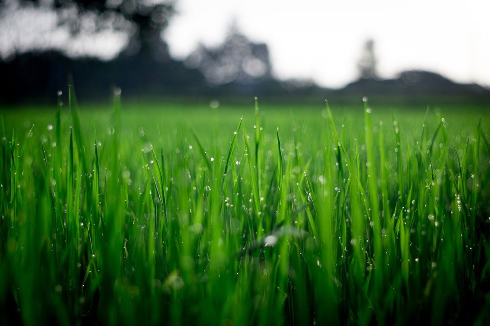 Moisture resting on blades of grass